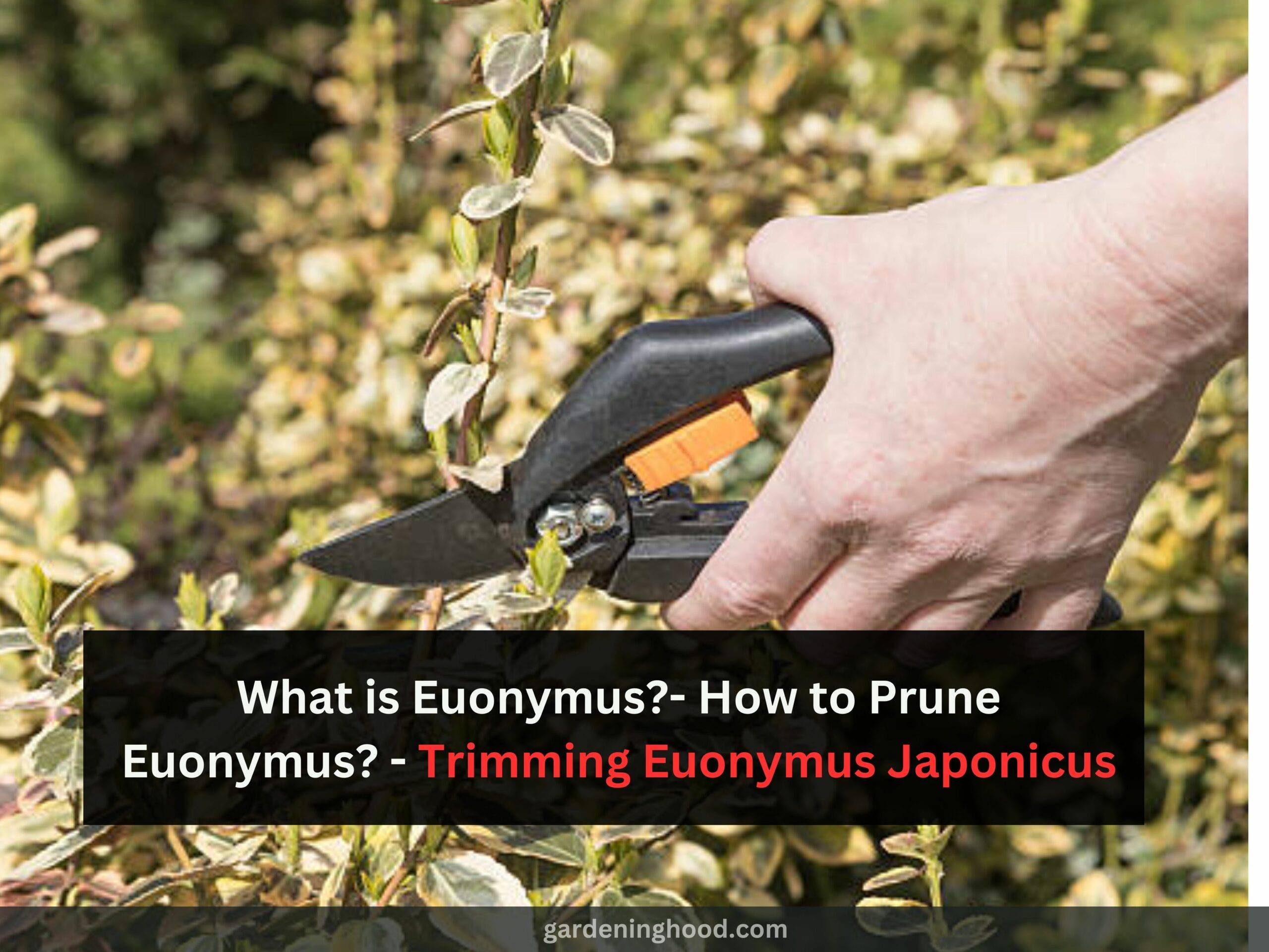 What is Euonymus?- How to Prune Euonymus? - Trimming Euonymus Japonicus