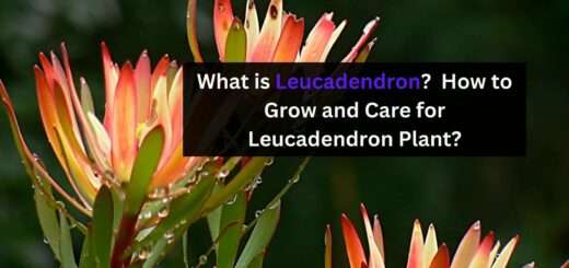 What is Leucadendron? - How to Grow and Care for Leucadendron Plant?