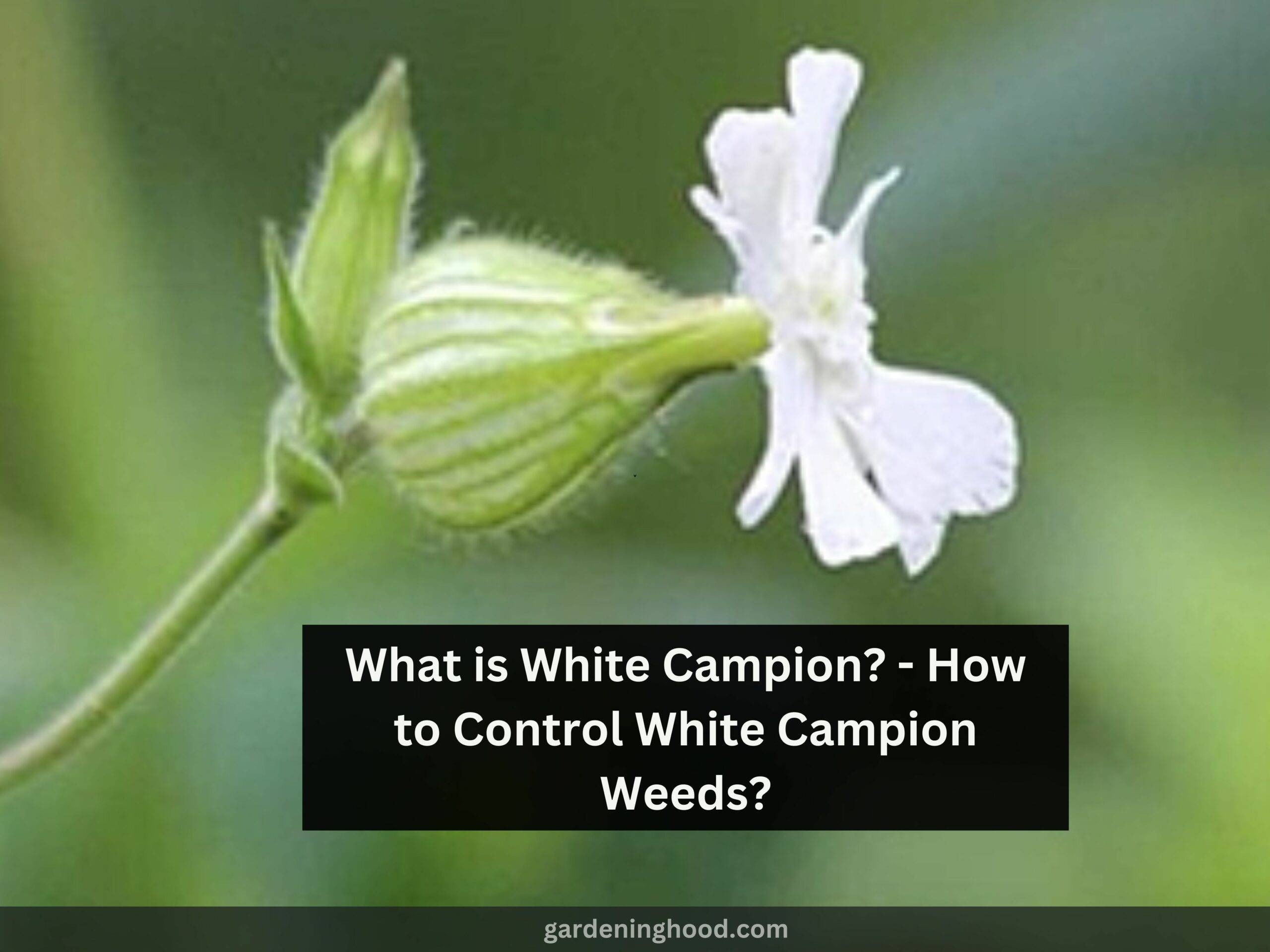 What is White Campion? - How to Control White Campion Weeds?