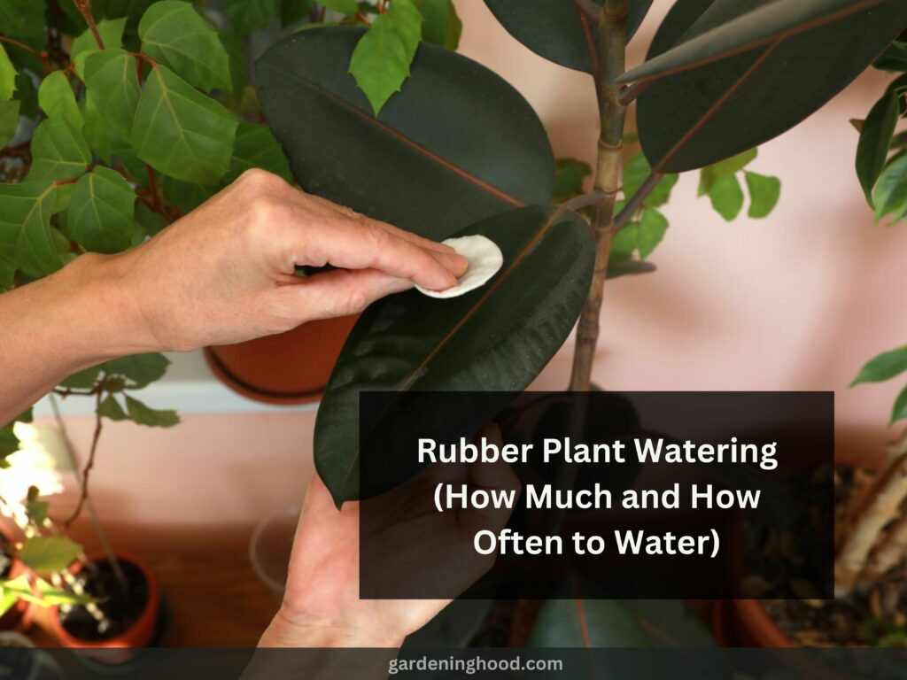 Rubber Plant Watering (How Much and How Often to Water)