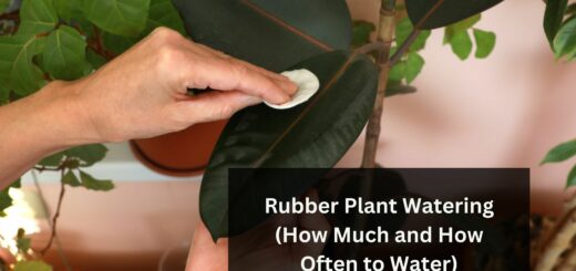 Rubber Plant Watering (How Much and How Often to Water)