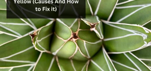 Agave Leaves Turning Yellow (Causes And How to Fix it)