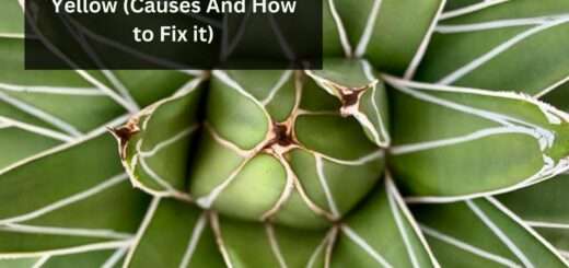 Agave Leaves Turning Yellow (Causes And How to Fix it)