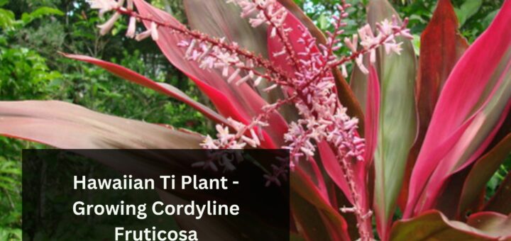 Hawaiian Ti Plant - Growing Cordyline Fruticosa