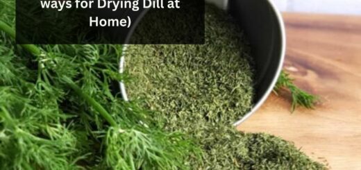 How to Dry Dill? (3 Easy Ways for Drying Dill at Home) 
