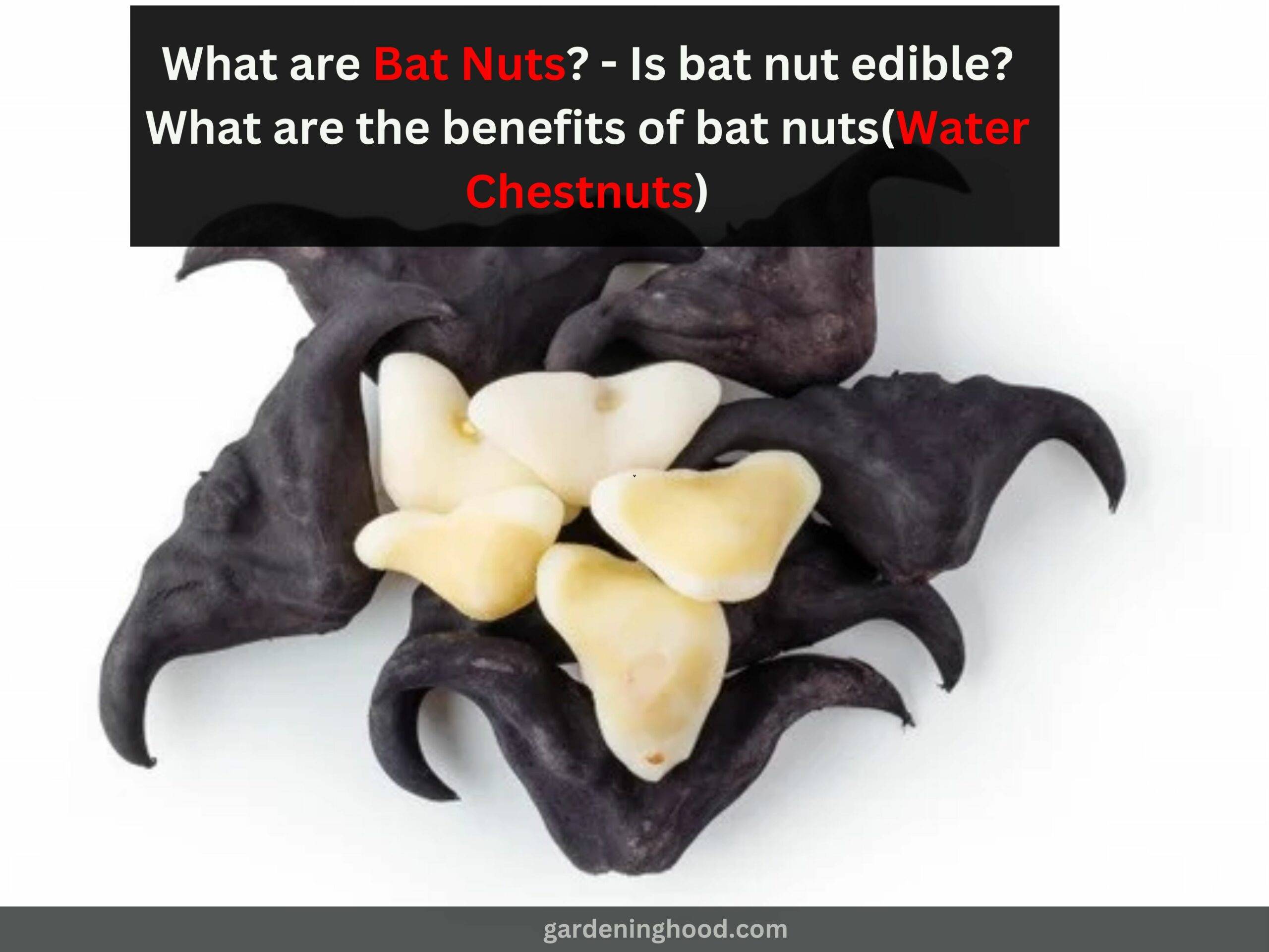 What are Bat Nuts? - Is bat nut edible? What are the benefits of bat nuts(Water Chestnuts)