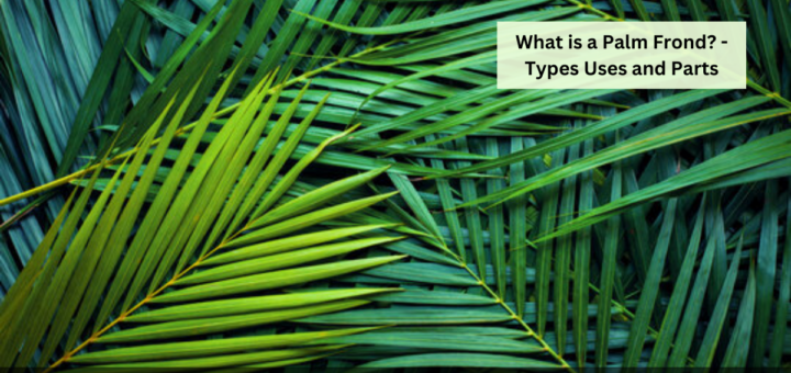 What is a Palm Frond? - Types Uses and Parts