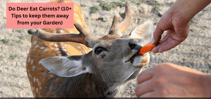 Do Deer Eat Carrots? (10+ Tips to keep them away from your Garden)