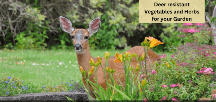 Deer resistant Vegetables and Herbs for your Garden