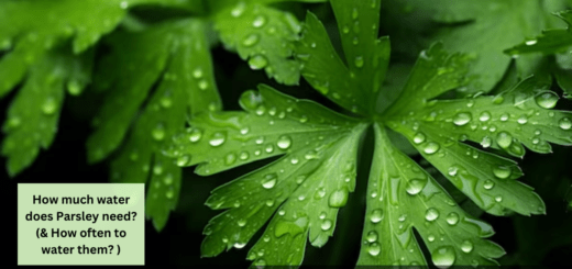 How much water does Parsley need? (& How often to water them? )