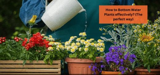 How to Bottom Water Plants effectively? (The perfect way)