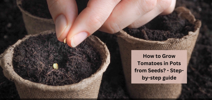 How to Grow Tomatoes in Pots from Seeds? - Step-by-step guide