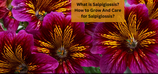 What is Salpiglossis? - How to Grow And Care for Salpiglossis?