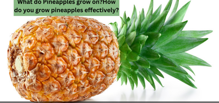 What do Pineapples grow on? Do Pineapples grow on trees? How do you grow pineapples effectively?