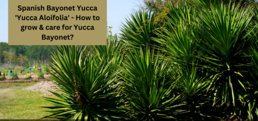 Spanish Bayonet Yucca 'Yucca Aloifolia' - How to grow & care for Yucca Bayonet?