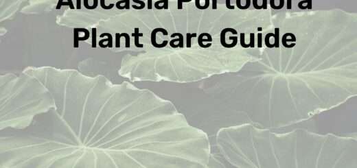 Alocasia Portodora Plant Care Guide