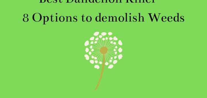 Best Dandelion Killer - 8 Options to demolish Weeds