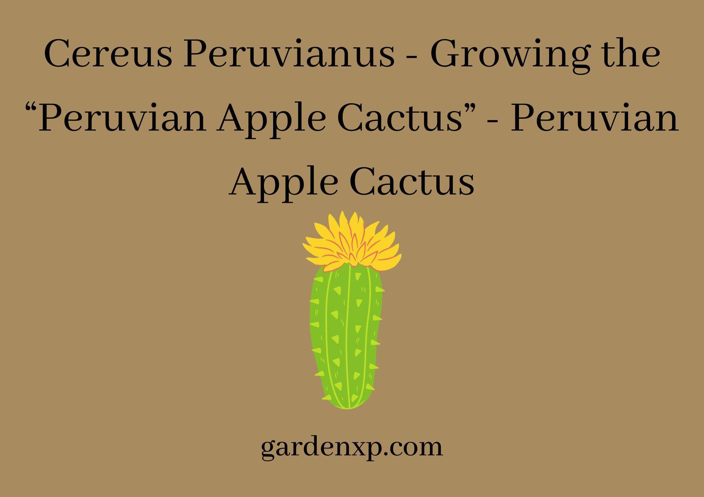 Cereus Peruvianus - Growing the “Peruvian Apple Cactus” - Peruvian Apple Cactus