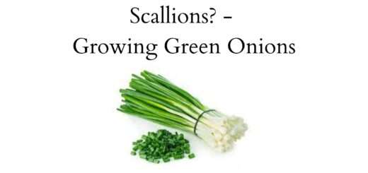 How to grow Green Onions or Scallions? - Growing Green Onions