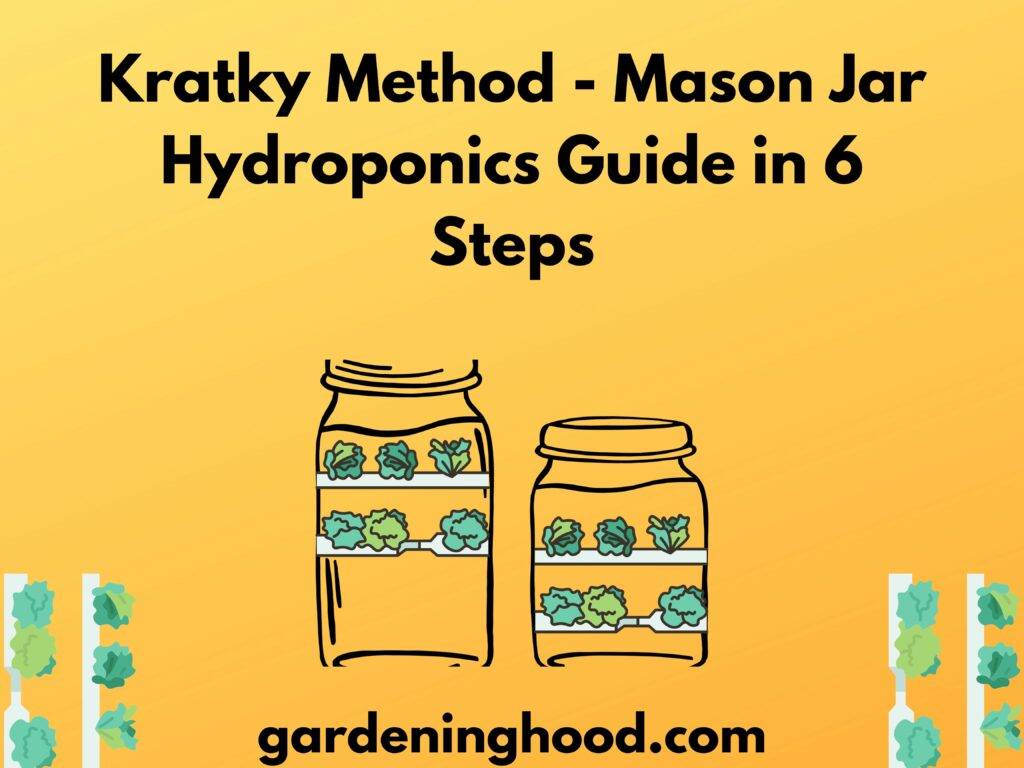 Kratky Method - Mason Jar Hydroponics Guide in 6 Steps