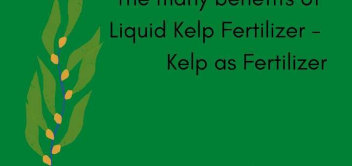 The many benefits of Liquid Kelp Fertilizer - Kelp as Fertilizer