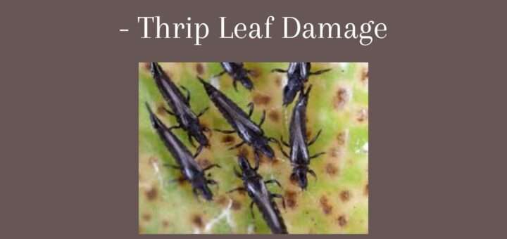 Thrips - Terrible Sucking Pest Insects - Thrip Leaf Damage