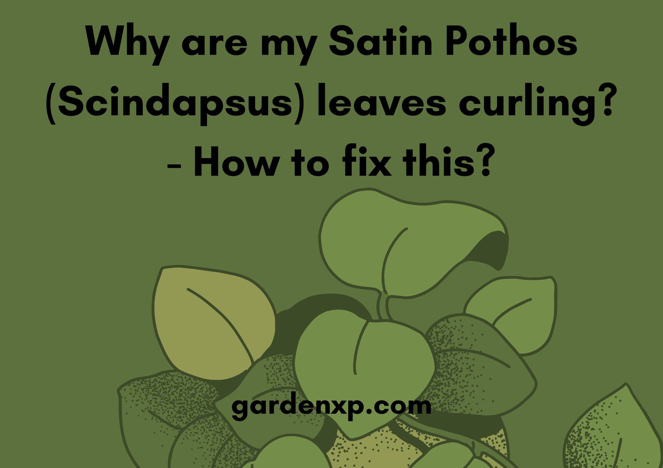 Why are my Satin Pothos (Scindapsus) leaves curling? - How to fix this?