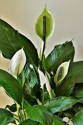 Causes of Peace Lily Flowers Turning Brown or Black