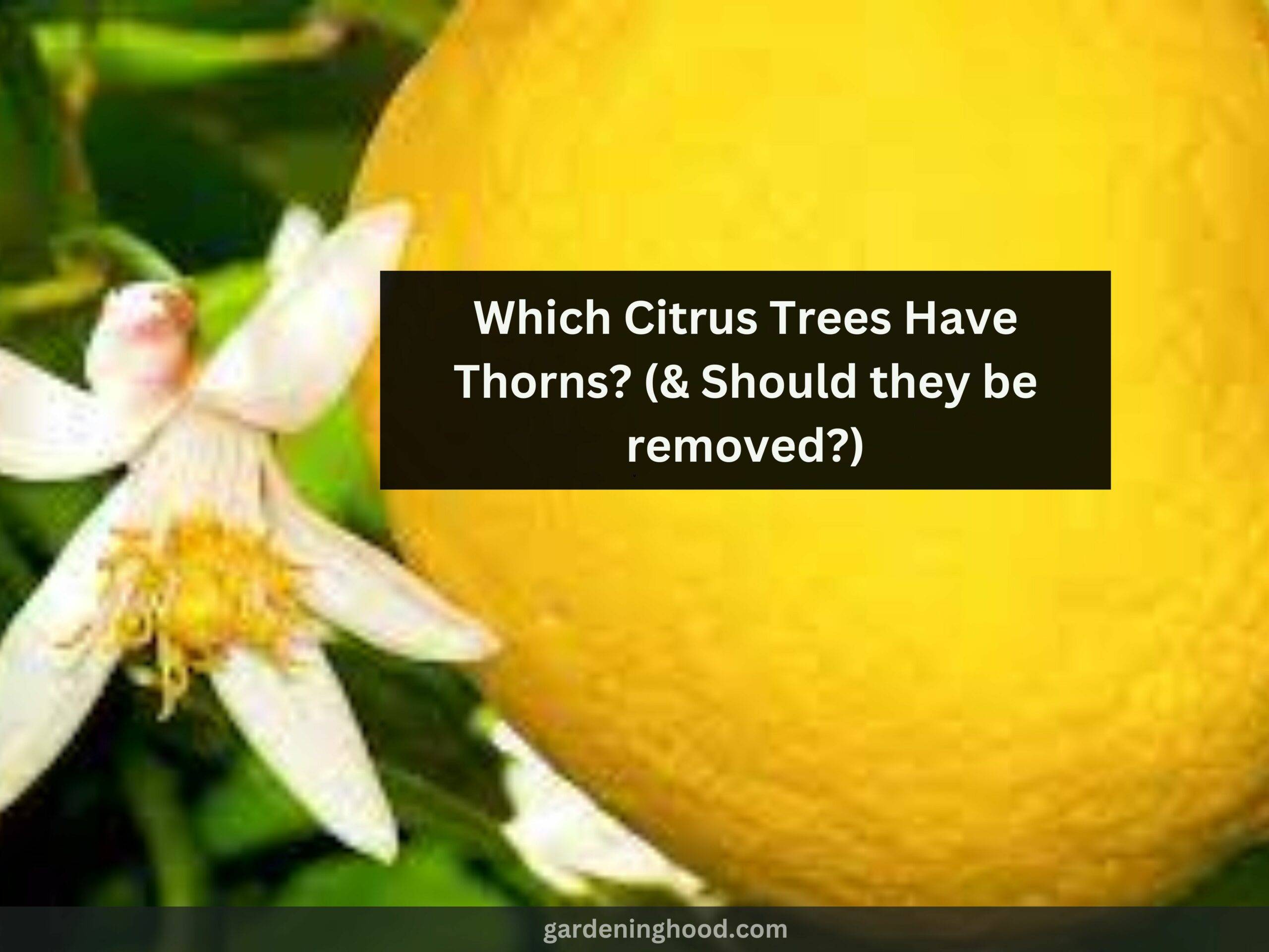 Which Citrus Trees Have Thorns? (& Should they be removed?)