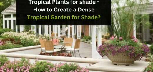 Tropical Plants for shade - How to Create a Dense Tropical Garden for Shade?