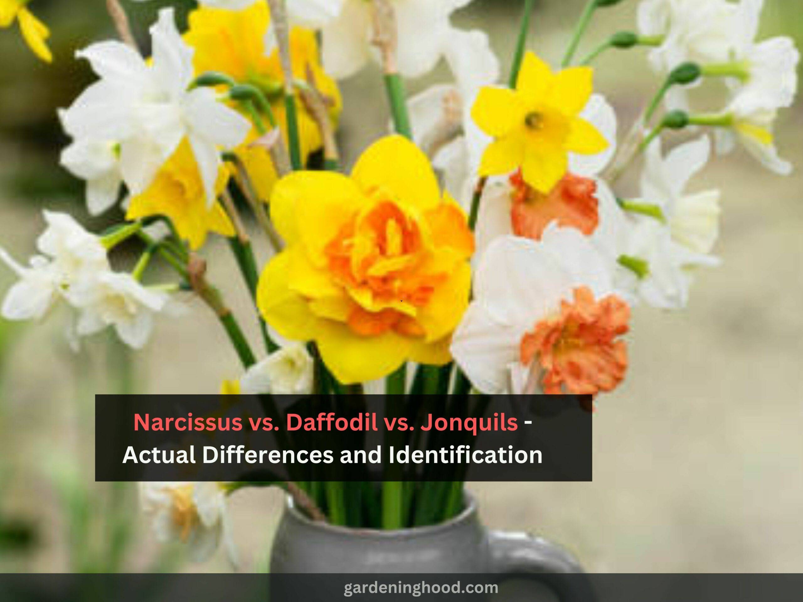 Narcissus vs. Daffodil vs. Jonquils - Actual Differences and Identification