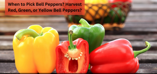 When to Pick Bell Peppers? - How to Harvest Red, Green, or Yellow Bell Peppers?