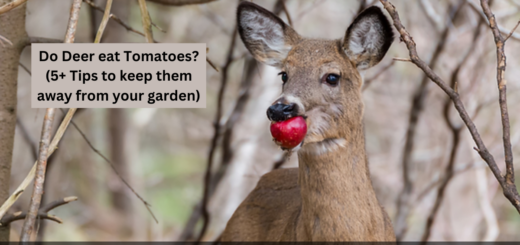 Do Deer eat Tomatoes? (5+ Tips to keep them away from your garden)