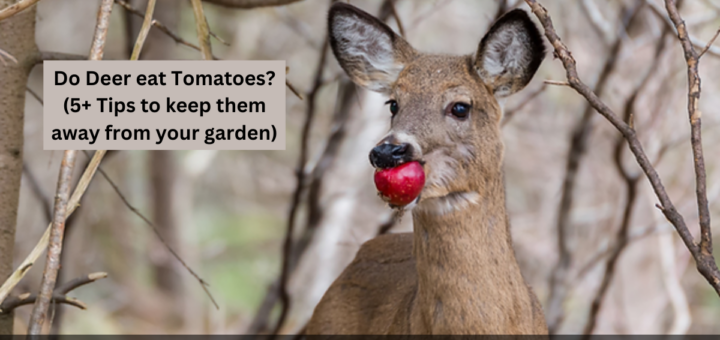 Do Deer eat Tomatoes? (5+ Tips to keep them away from your garden)