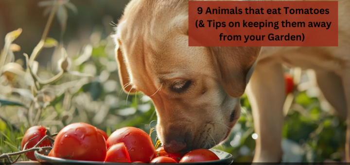 9 Animals that eat Tomatoes (& Tips on keeping them away from your Garden) 