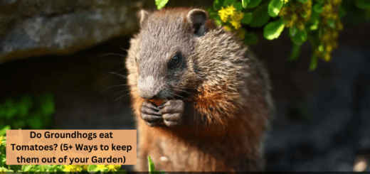 Do Groundhogs eat Tomatoes? (5+ Ways to keep them out of your Garden)