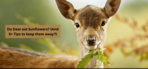 Do Deer eat Sunflowers? (And 5+ Tips to keep them away?)