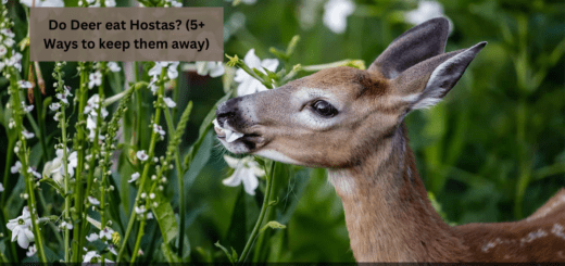 Do Deer eat Hostas? (5+ Ways to keep them away)