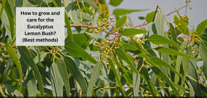 How to grow and care for the Eucalyptus Lemon Bush? (Best methods)