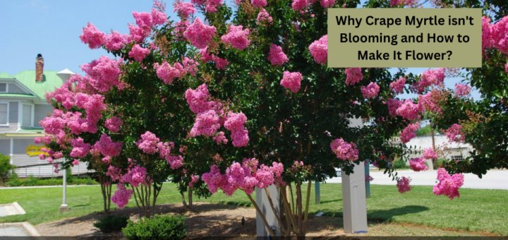 Why Crape Myrtle isn't Blooming and How to Make It Flower?