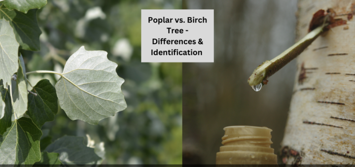 Poplar vs. Birch Tree - Differences & Identification (With Pictures)