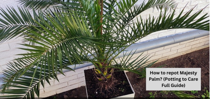 How to repot Majesty Palm? (Potting to Care Full Guide)