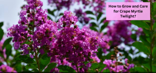 How to Grow and Care for Crape Myrtle Twilight?