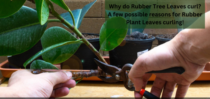 Why do Rubber Tree Leaves curl? - A few possible reasons for Rubber Plant Leaves curling!