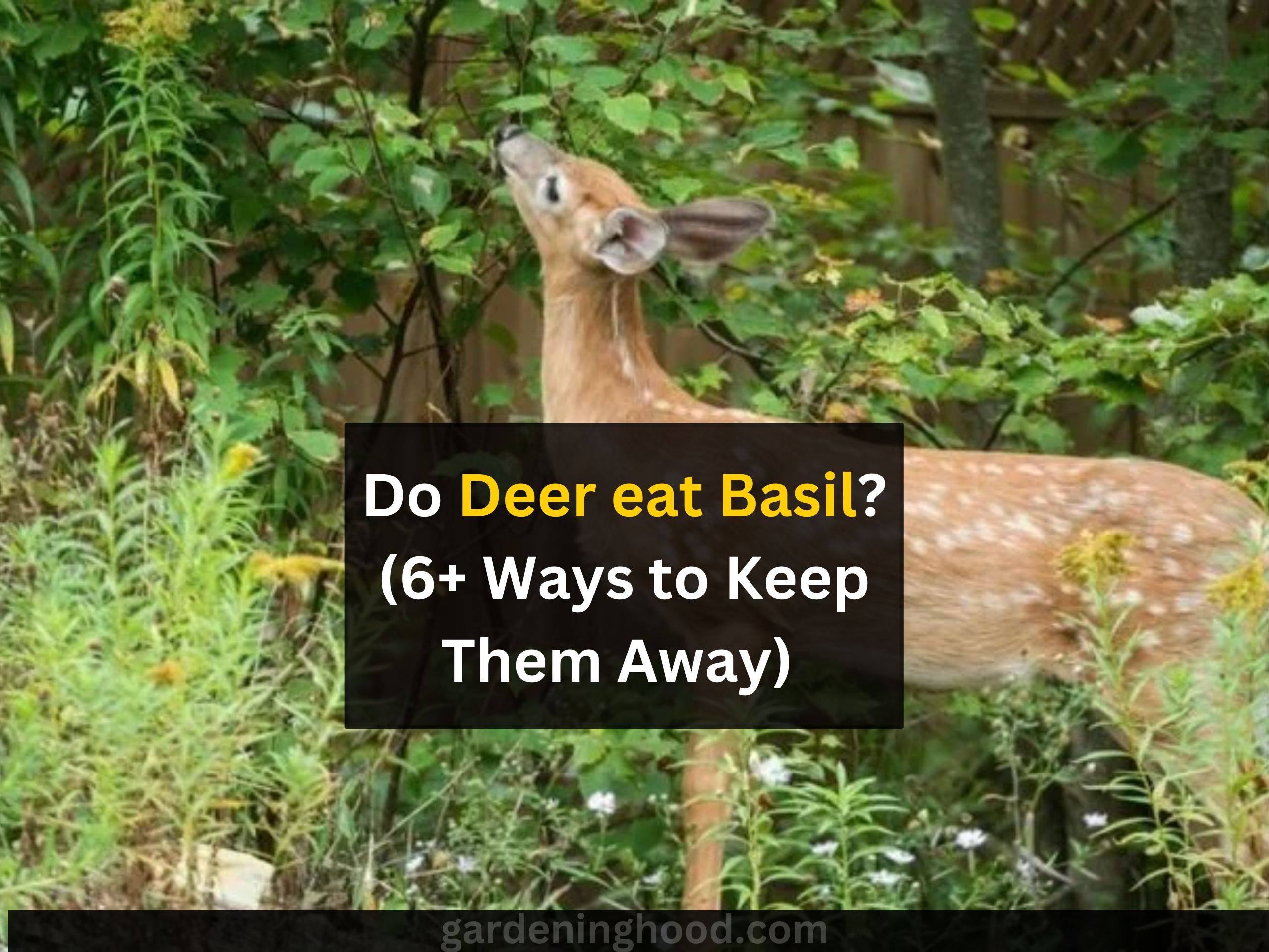 deer eat basil