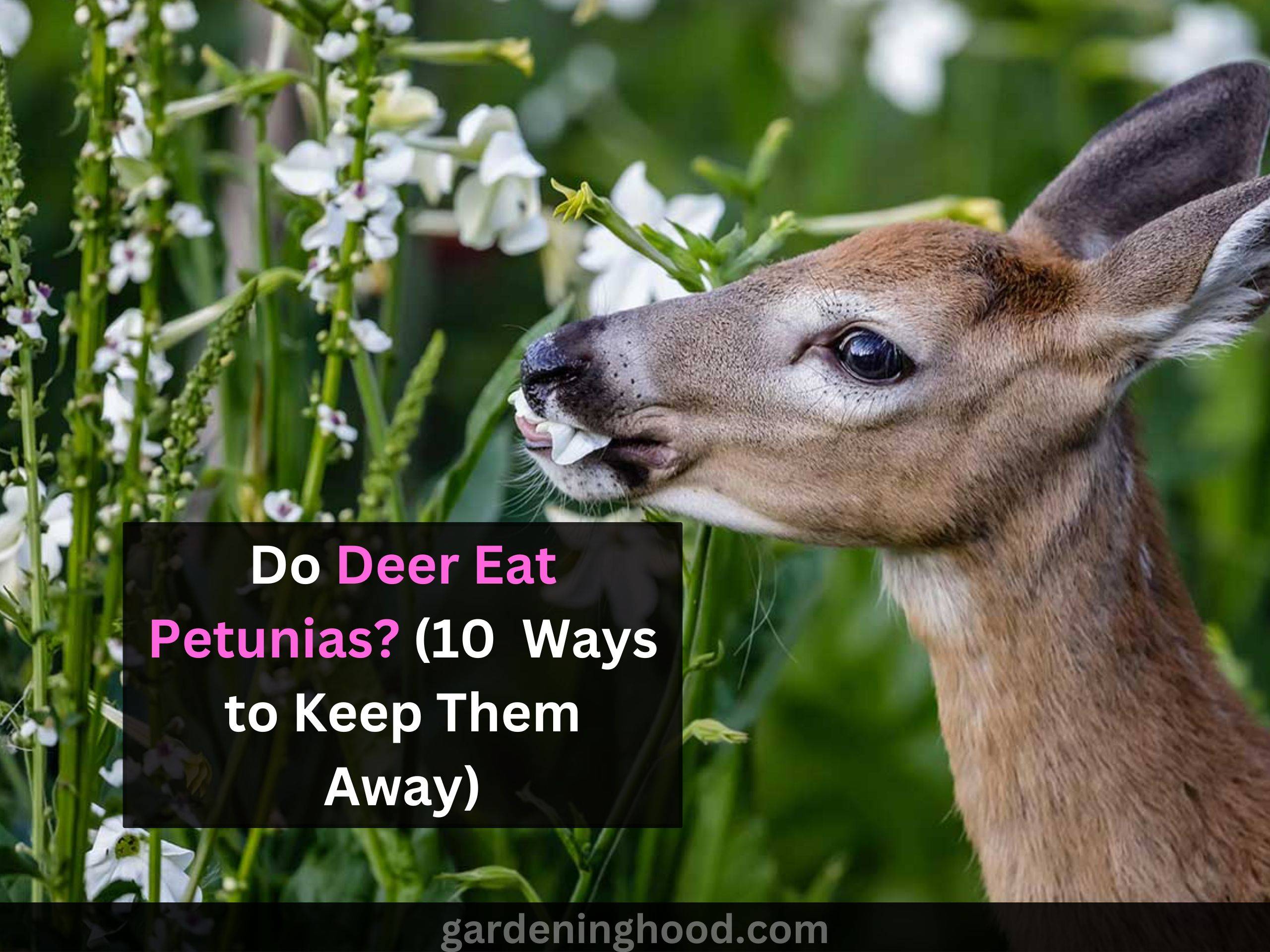 Do Deer Eat Petunias? (10+ Ways to Keep Them Away)
