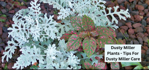 Dusty Miller Plants - Tips For Dusty Miller Care