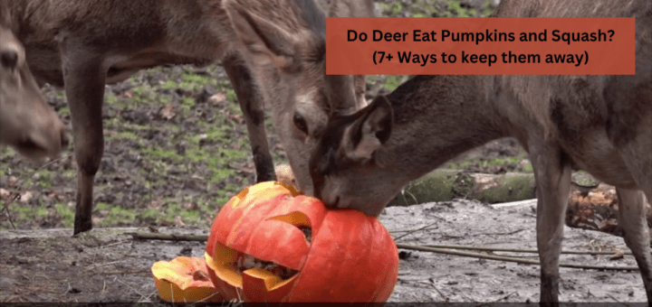 Do Deer Eat Pumpkins and Squash? (7+ Ways to keep them away)