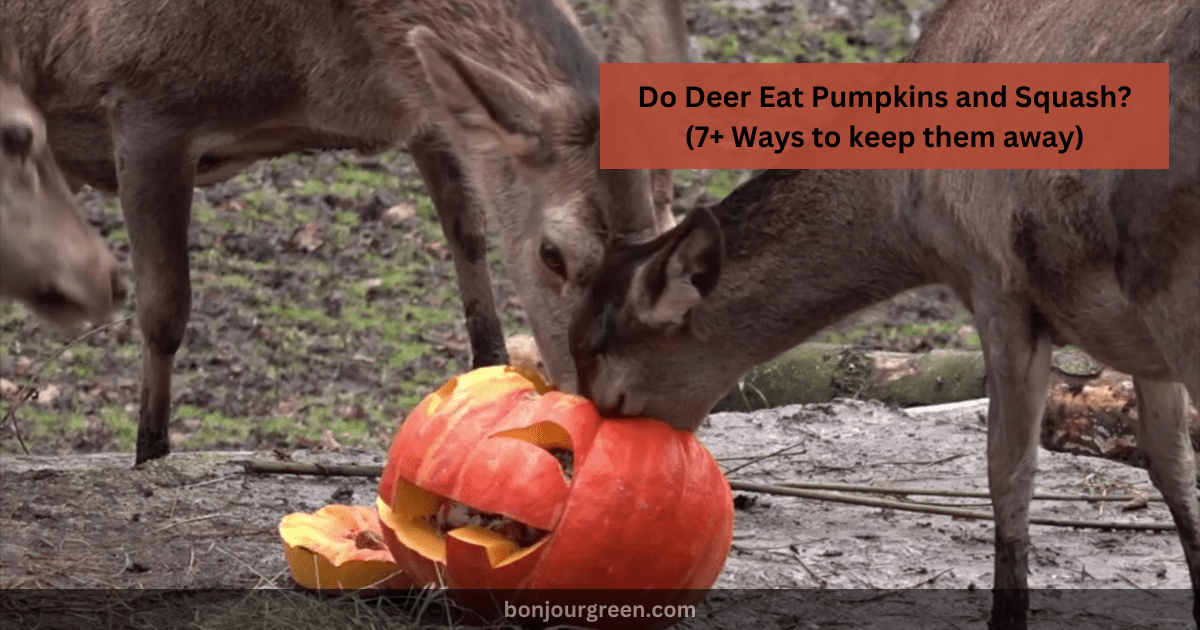 Do Deer Eat Pumpkins And Squash 7 Ways To Keep Them Away 