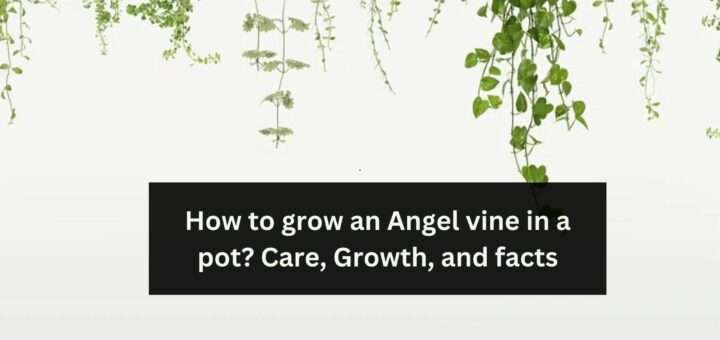 How to grow Angel vine in a pot? - Care, Growth, and facts